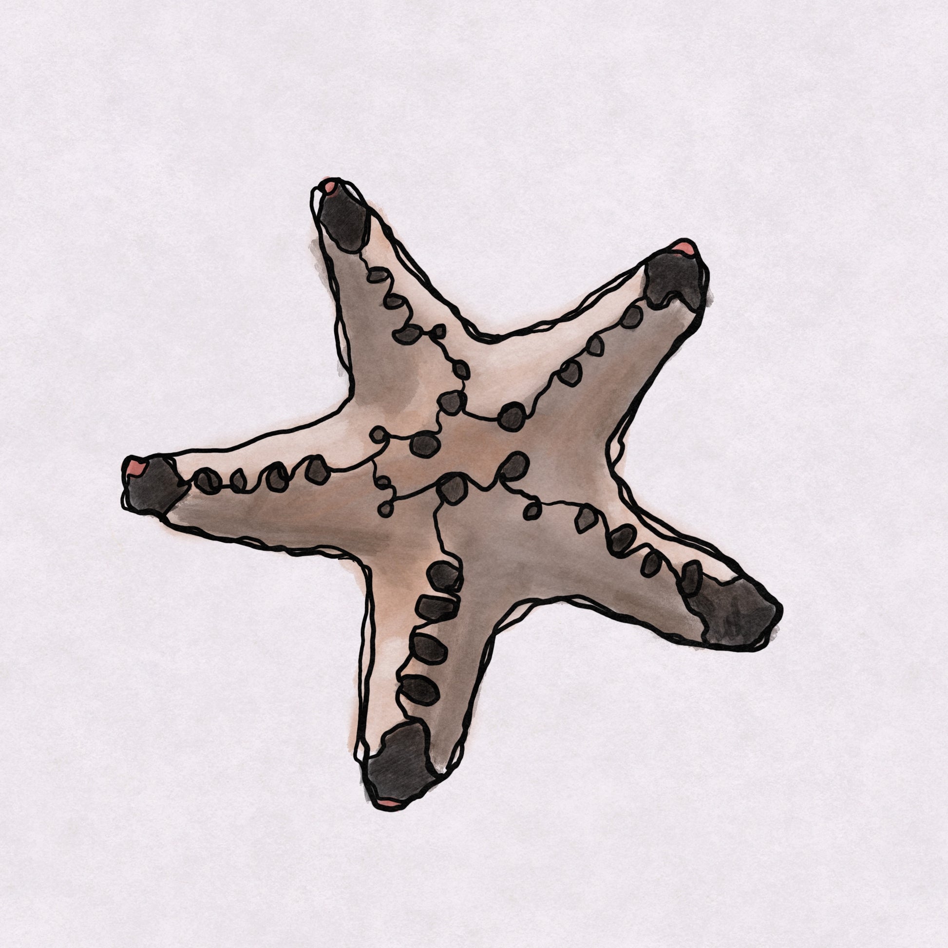Whimsical art print of a chocolate chip starfish in sand tones by VCBD Studios