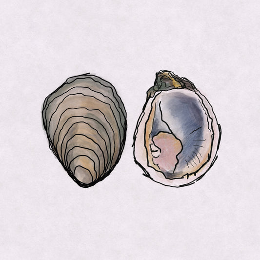 Minimalist art print of isolated oyster drawing by VCBD Studios